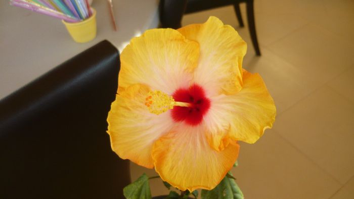 Picture 2529 - x 2013 hibiscus rosa sinesis 3