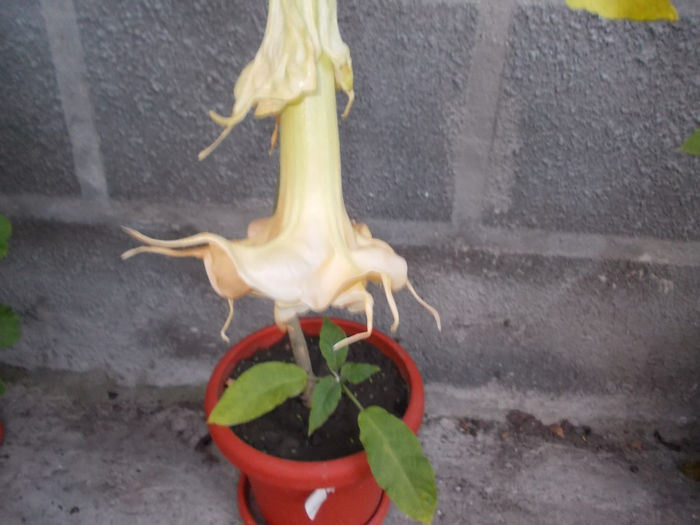 DSCN0438 - Flori din Austria