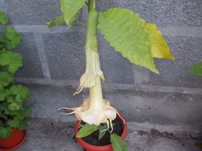 DSCN0439 - Flori din Austria