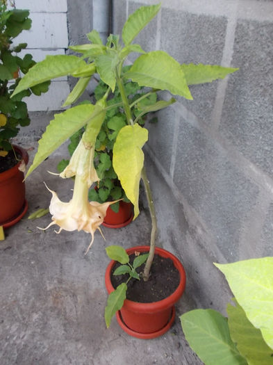 Brugmansia Sunexplosion - Flori din Austria