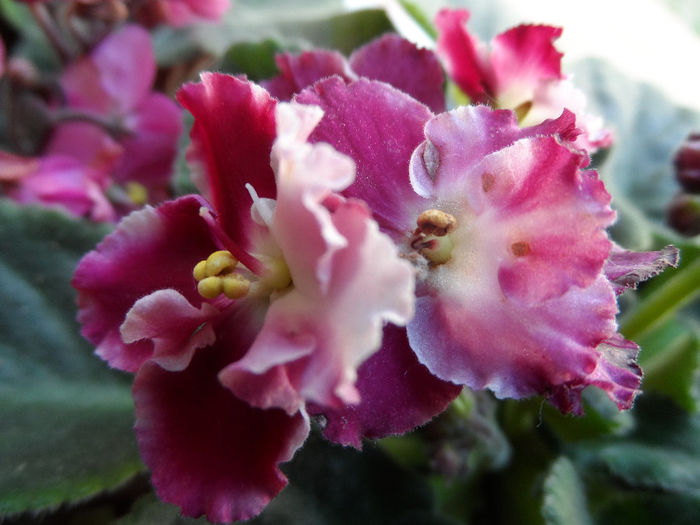 Crimson Ice - Violete africane