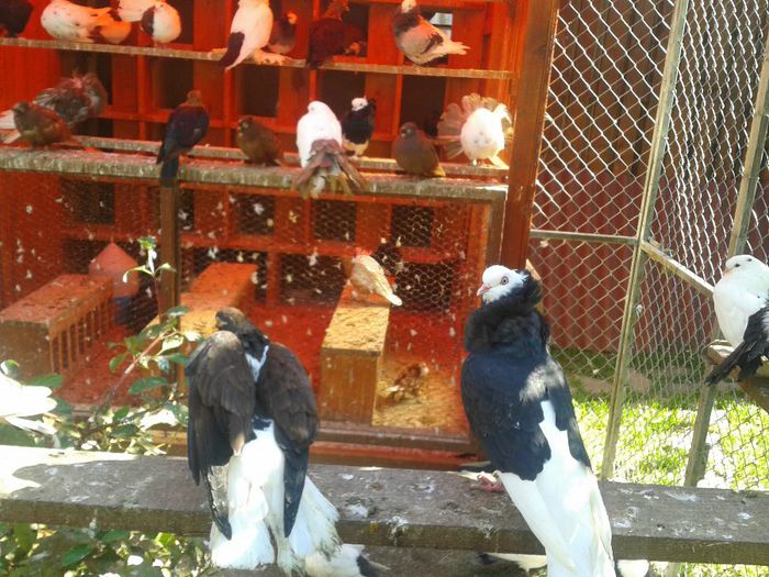 2013-09-29 12.10.39 - Capucini