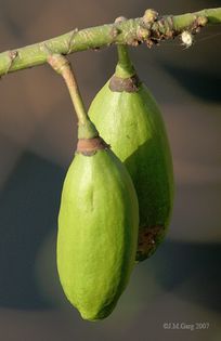 Kapok_Fruit_I_IMG_3839 - Ceiba pentandra