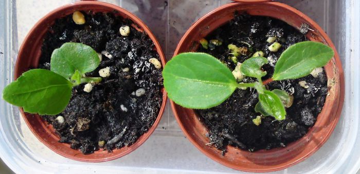 Micii hibi au mai crescut - 0 Plante din seminte