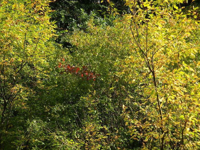 DSCN2956 - NATURA TOAMNA