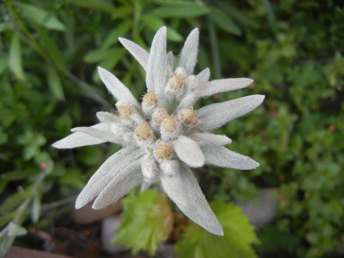 Leontopodium alpinum (2013, June 20)