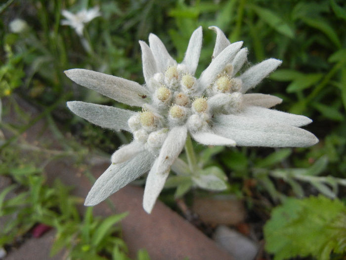 Leontopodium alpinum (2013, June 20)