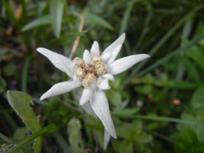 Leontopodium alpinum (2013, June 20) - LEONTOPODIUM Alpinum