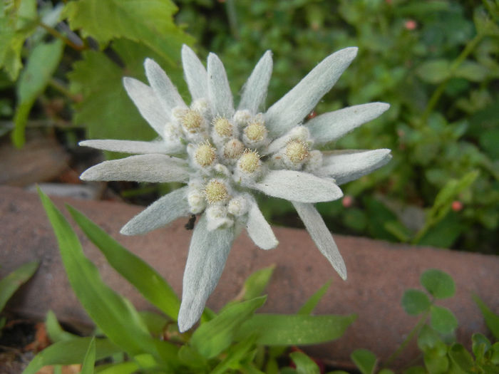 Leontopodium alpinum (2013, June 20) - LEONTOPODIUM Alpinum