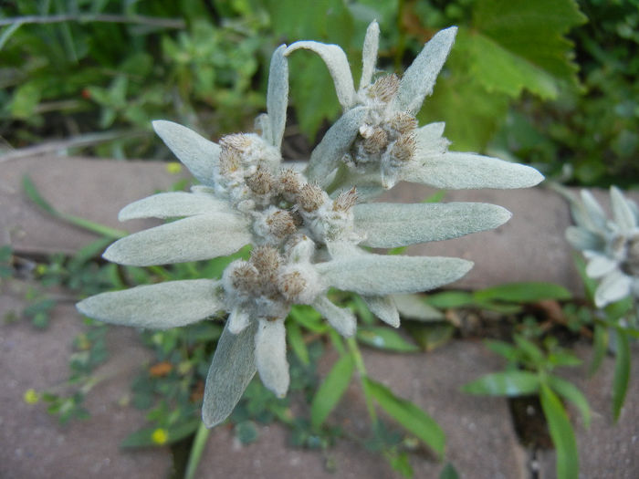 Leontopodium alpinum (2013, July 10) - LEONTOPODIUM Alpinum