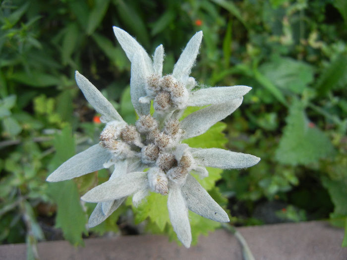 Leontopodium alpinum (2013, July 10) - LEONTOPODIUM Alpinum