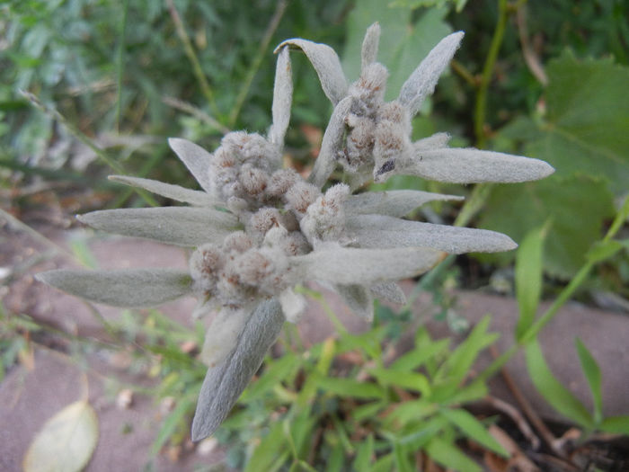 Leontopodium alpinum (2013, July 26) - LEONTOPODIUM Alpinum