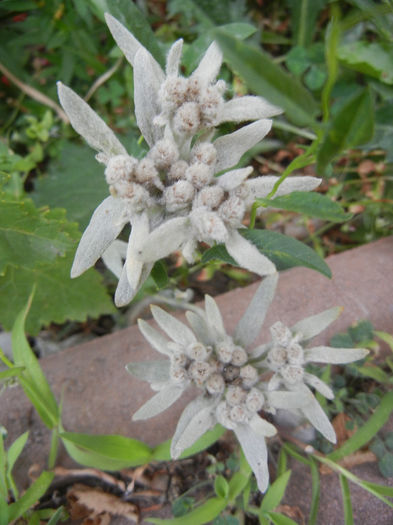 Leontopodium alpinum (2013, July 26) - LEONTOPODIUM Alpinum