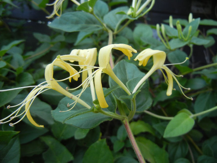 Lonicera japonica (2013, July 10)