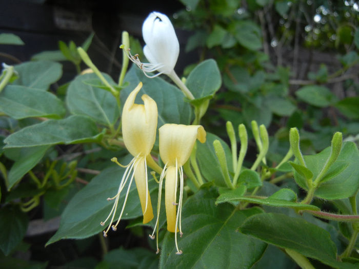 Lonicera japonica (2013, July 10)