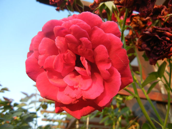 Rose Blaze Superior (2013, June 20) - Rose Blaze Superior