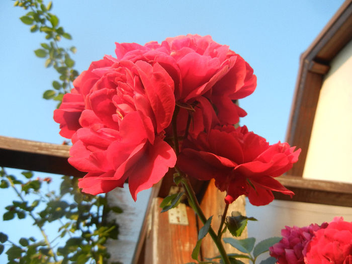 Rose Blaze Superior (2013, June 20) - Rose Blaze Superior