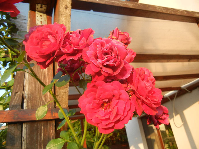 Rose Blaze Superior (2013, June 20) - Rose Blaze Superior