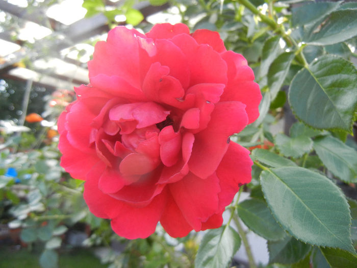 Rose Blaze Superior (2013, July 10) - Rose Blaze Superior