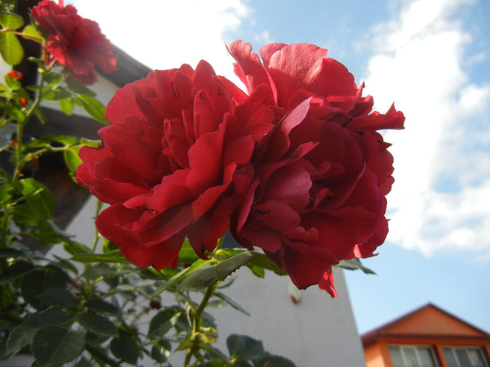 Rose Blaze Superior (2013, July 10) - Rose Blaze Superior