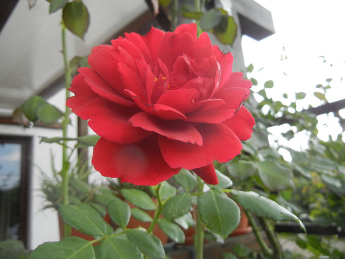 Rose Blaze Superior (2013, July 26) - Rose Blaze Superior