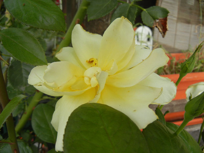 Rose Golden Showers (2013, July 26)