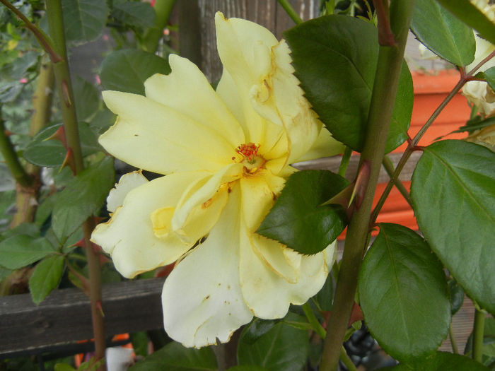 Rose Golden Showers (2013, July 26)