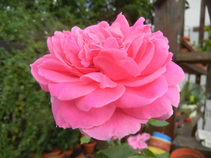 Rose Parade (2013, July 26)