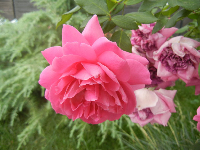 Rose Parade (2013, July 26) - Rose Parade