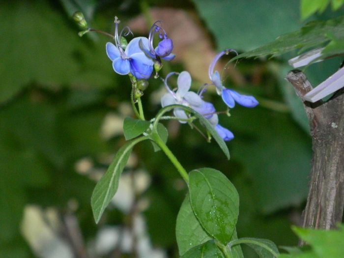 DSCN8420 clerodendron ugandense