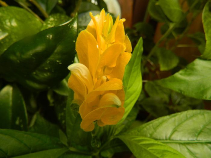 DSCN8857 pachystachys