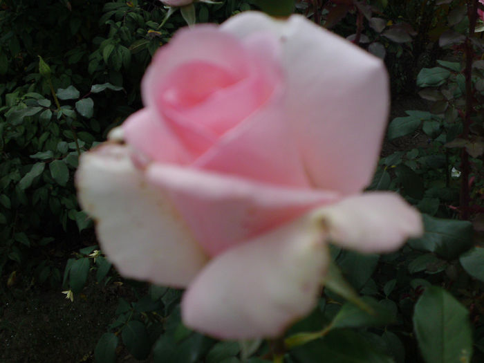 003