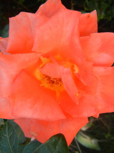Rose Monica (2013, June 20) - Rose Monica