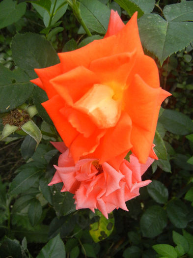 Rose Monica (2013, July 26)