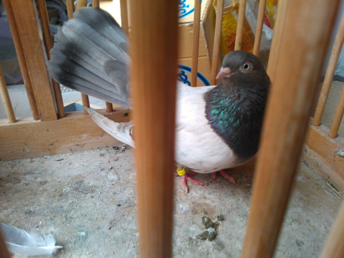 WP_003454 - bragagii