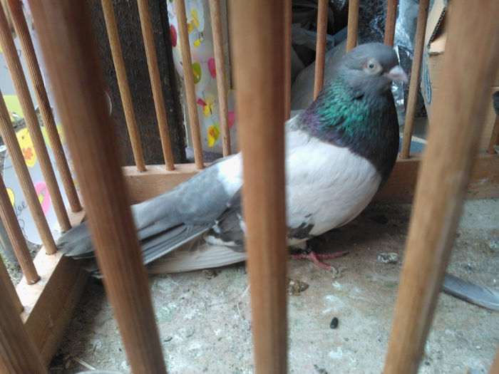 WP_003456 - bragagii