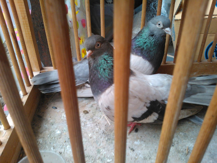 WP_003460 - bragagii