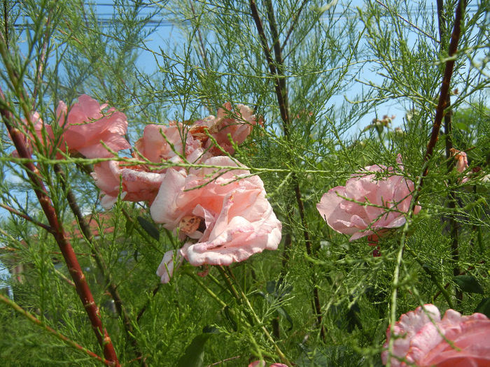 Royal Highness rose, 07jul2013 - Rose Royal Highness