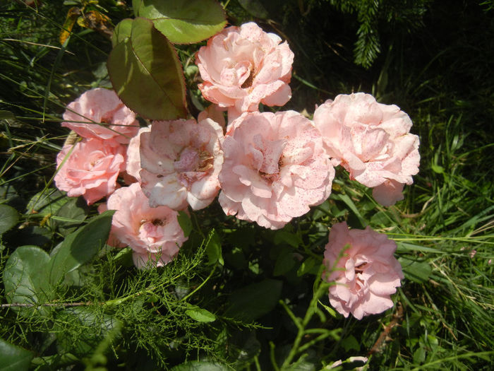 Royal Highness rose, 07jul2013 - Rose Royal Highness