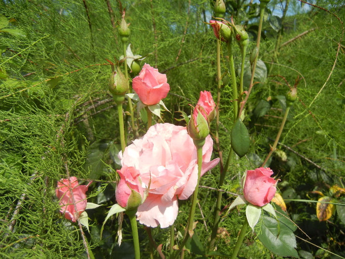 Royal Highness rose, 07jul2013 - Rose Royal Highness