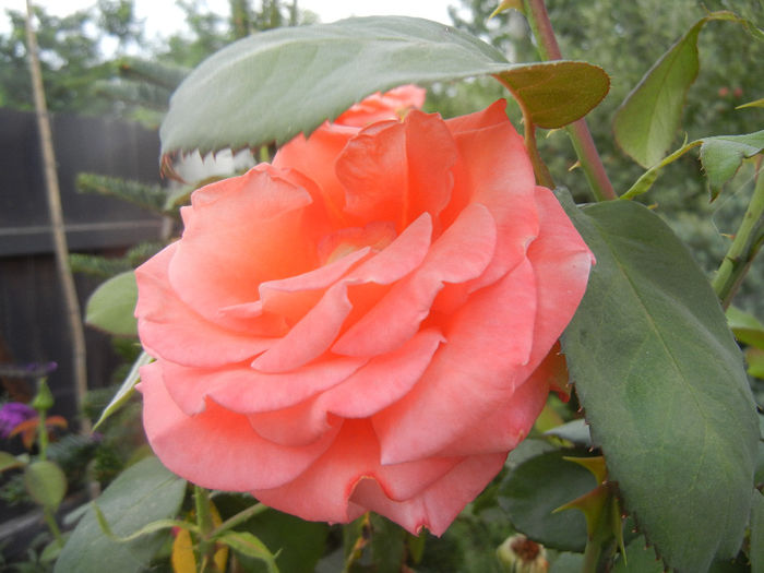 Rose Artistry (2013, July 26)