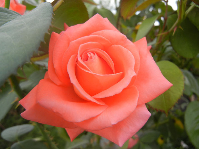 Rose Artistry (2013, July 26)