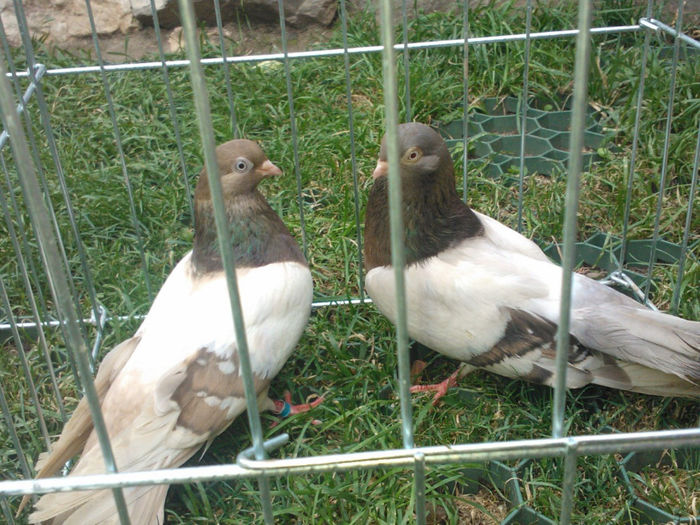 WP_003943 - bragagii