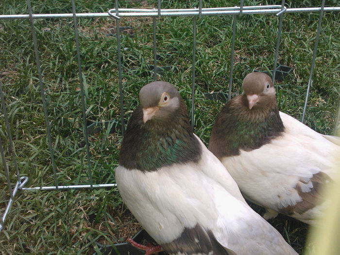 WP_003950 - bragagii