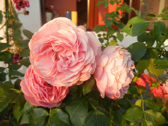 Rose Louise Odier (2013, June 20)