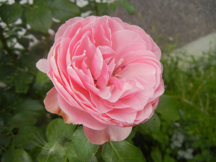 Rose Louise Odier (2013, July 26)