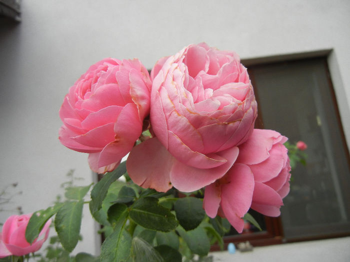 Rose Louise Odier (2013, July 26)