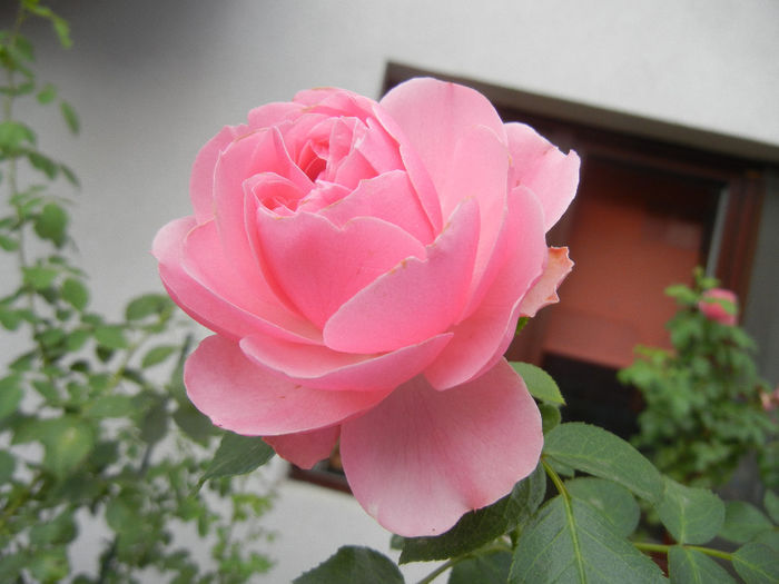 Rose Louise Odier (2013, July 26)