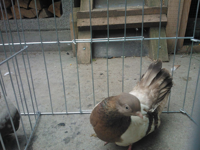 WP_003677 - bragagii