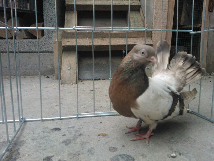 WP_003678 - bragagii